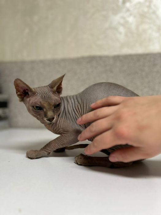 Канадский сфинкс