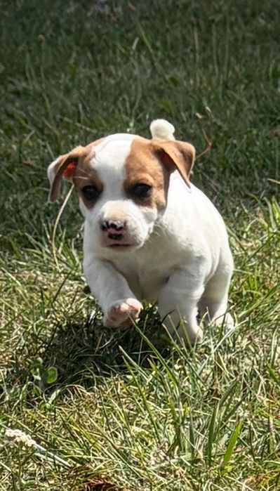 Jack Russell Terrier