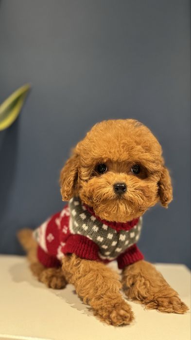 Pudel Red Toy Sunia z rodowodem FCI