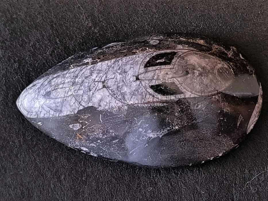 Fóssil de Orthoceras em mármore preto polido.