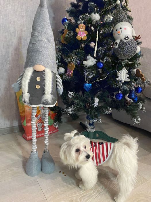 Мальтійська болонка (мальтезе) хлопчик