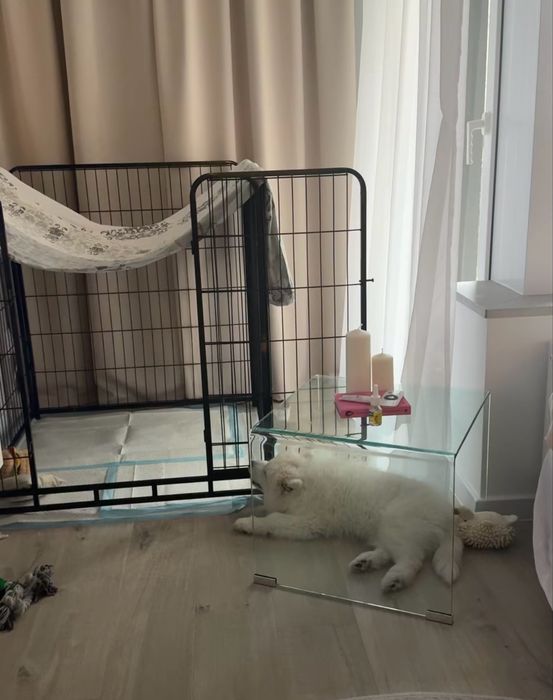 Klatka/kennel dla psa