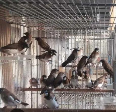 Manderins prontos a criar e bengalins  estão por casais