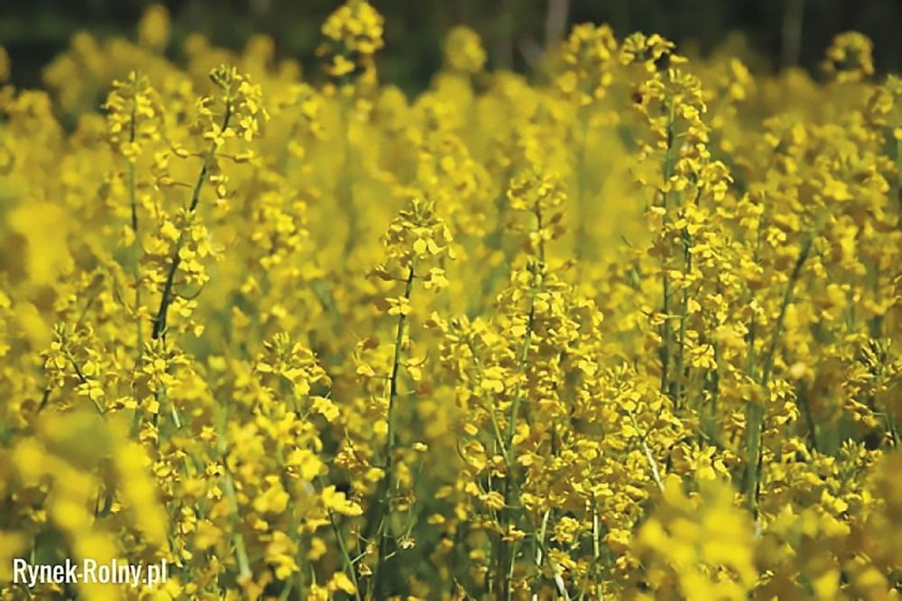 Nasiona gorczycy