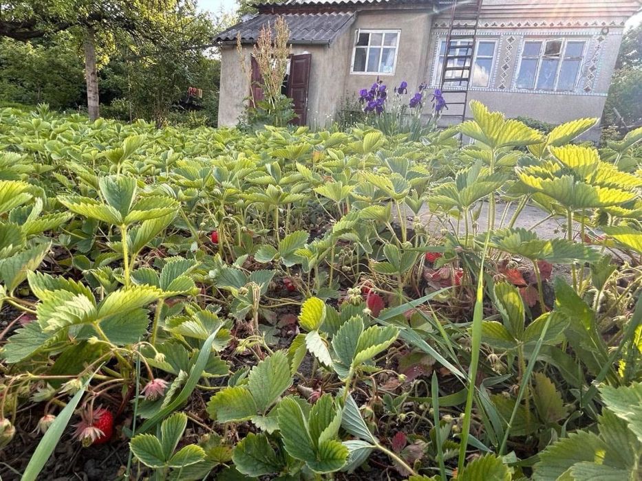 Продам будинок з великою територією