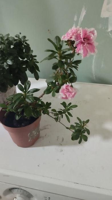 Продам азалії колір біло-рожевий.