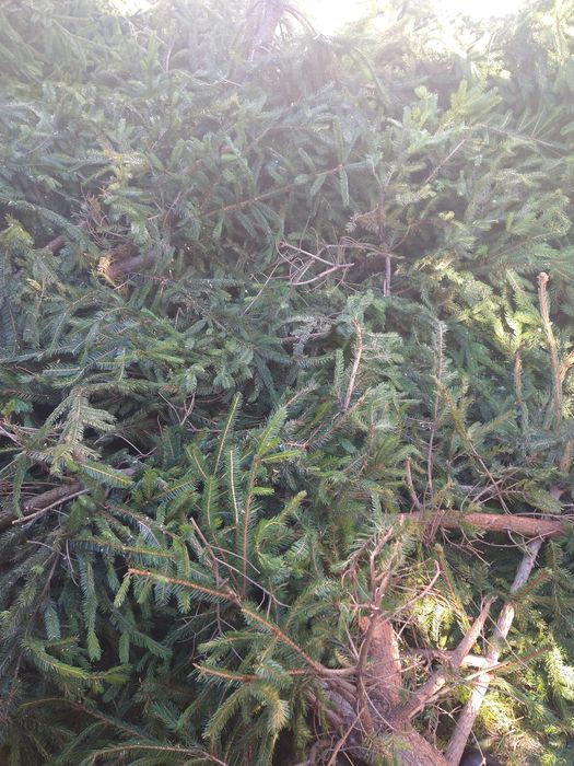 Gałęzie igliwie ścięte w tym tygodniu