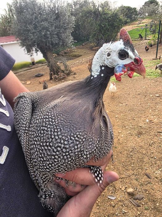 Galinhas de Angola / Fracas