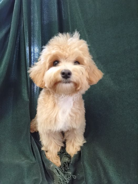 Мальтіпу тікап міні крошка