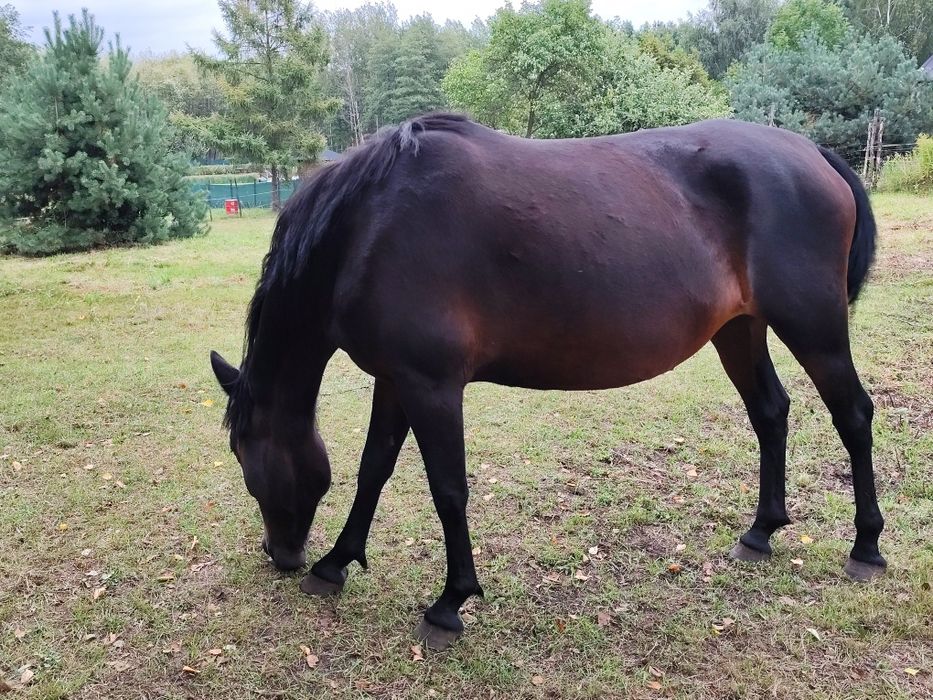 LUCY – spokojna klacz, 7 lat