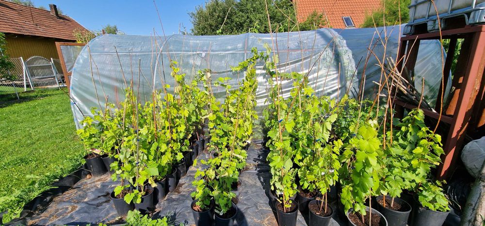 Winorośl deserowa wielkoowocowa