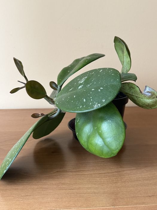 Hoya hoja obovata aktywnie rosnąca