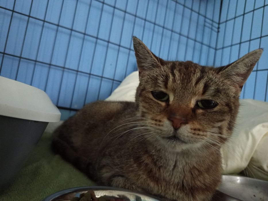 Marysia poleca się do adopcji