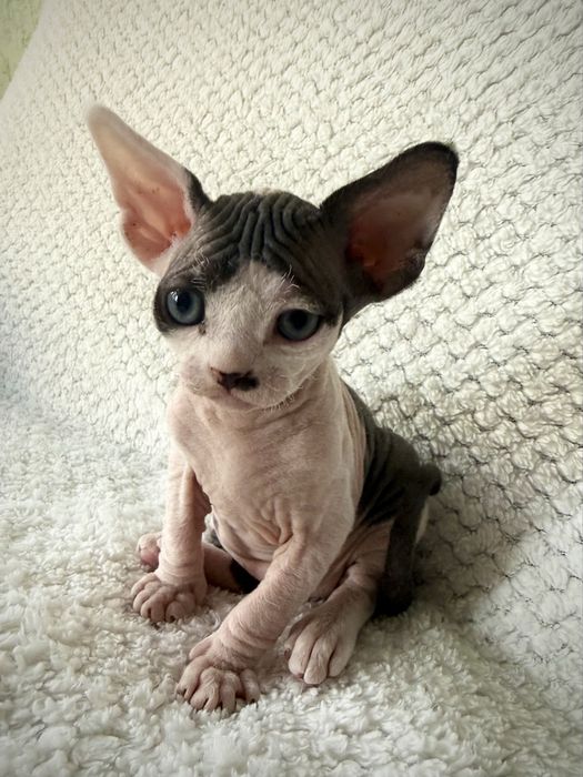 BARON - dostojny, uroczy kocurek  DevonRex