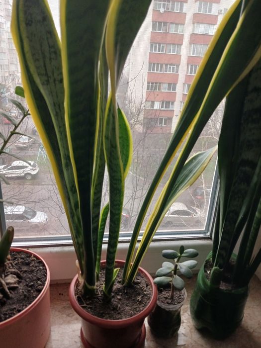 Продається Сансевієрія