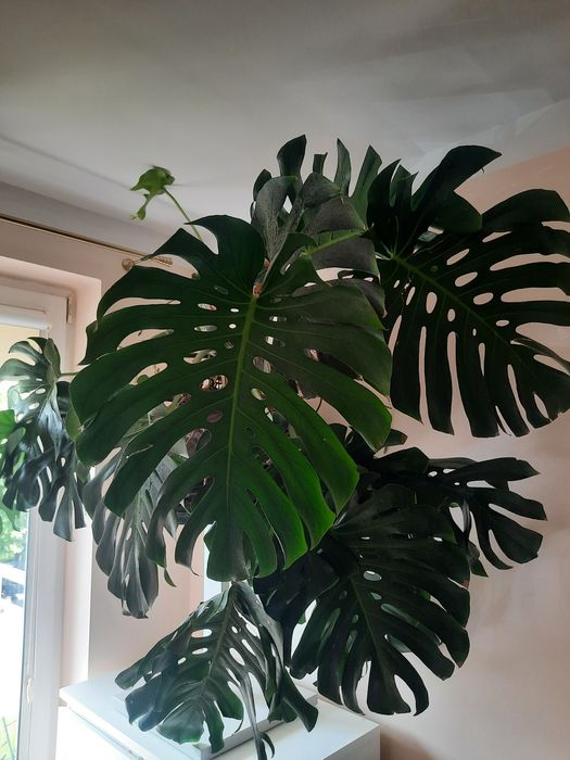 Monstera big form olbrzym