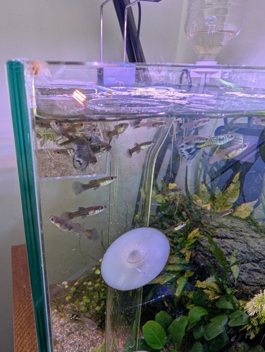 Pack  10  Guppys  juvenis