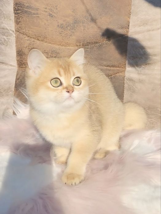 Ніжна шотландська дівчинка