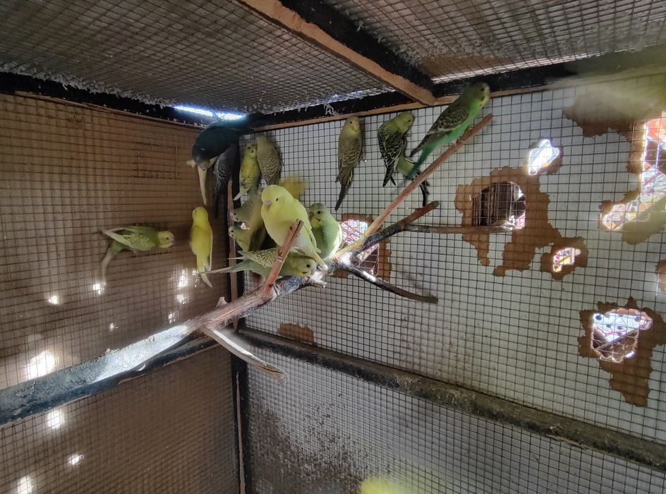 Papuga Falista Papużka Falista Młoda 2025 GRUDZIĄDZ