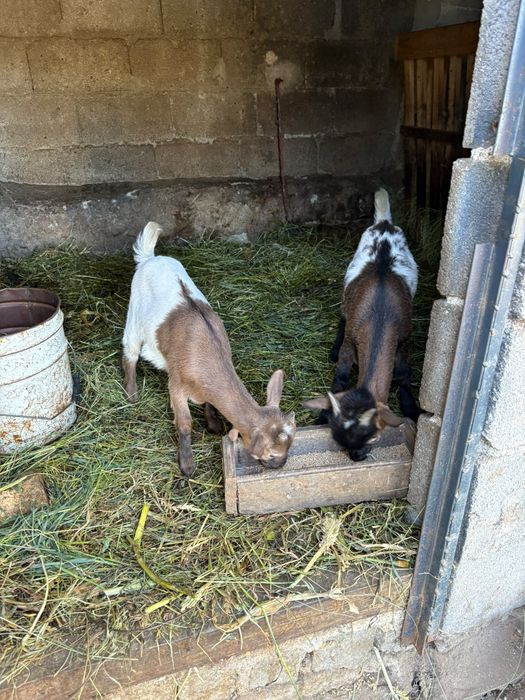 Vendo Crias de Cabras Anãs