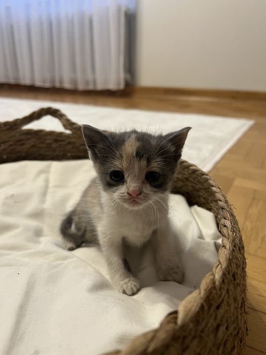 Віддам кошеня в добрі руки