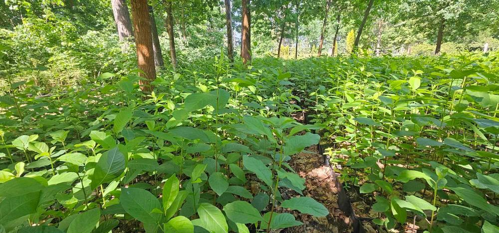Miododajna kruszyna pospolita 90-120 cm w doniczkach 1l Frangula alnus