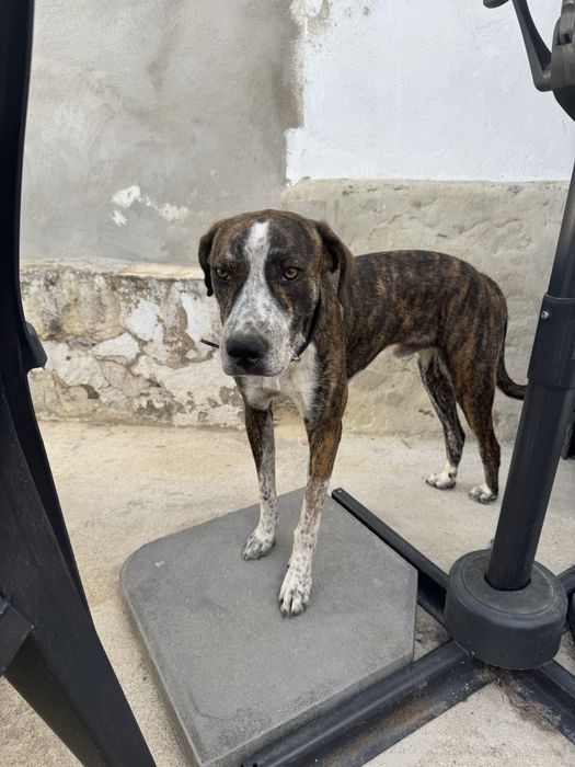 Cão para Adoção!