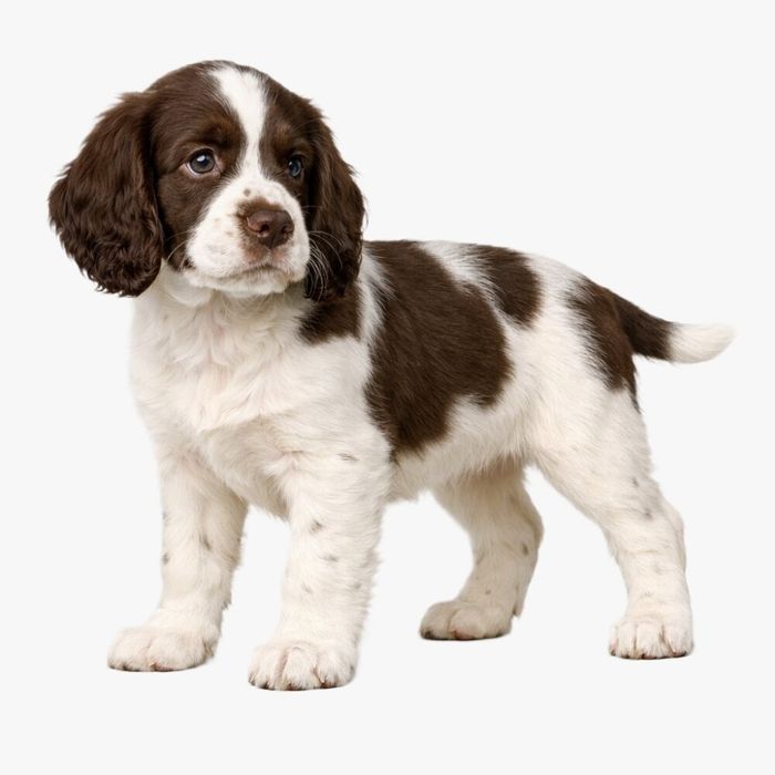 Springer Spaniel Inglês