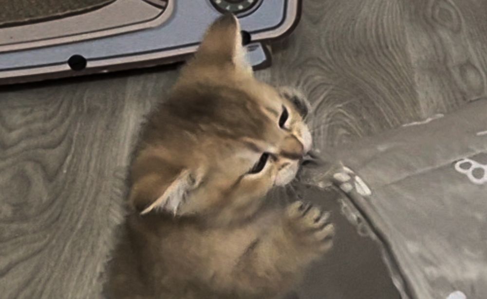 Прямоухие и вислоухие шотландские котята, мальчик и девочки