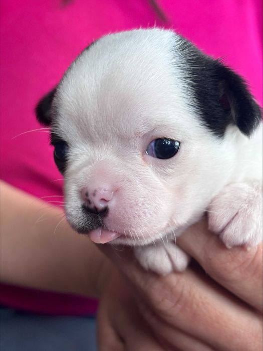 Chihuahua River Wolf's