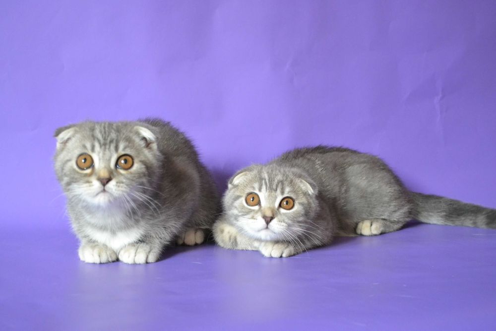 Шотландські кошенята