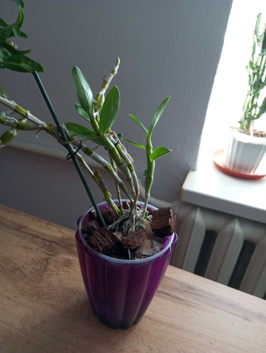 Орхідея Дендробіум Нобіле