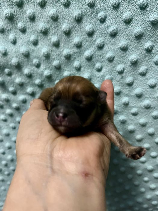 szpic miniaturowy  - do rezerwacji