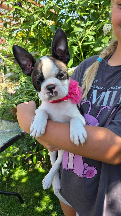 Boston terrier szczeniak