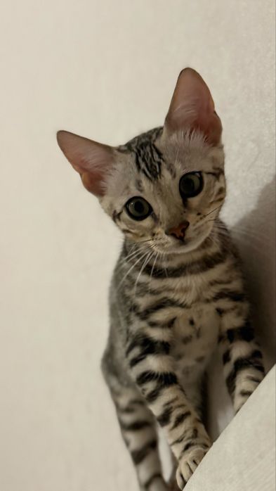 Котенок бенгальской породы