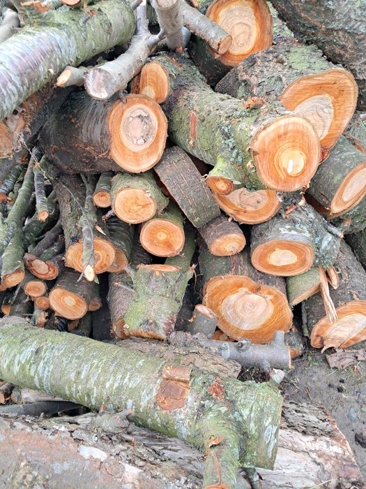 Wiśnia czereśnia śliwa drewno