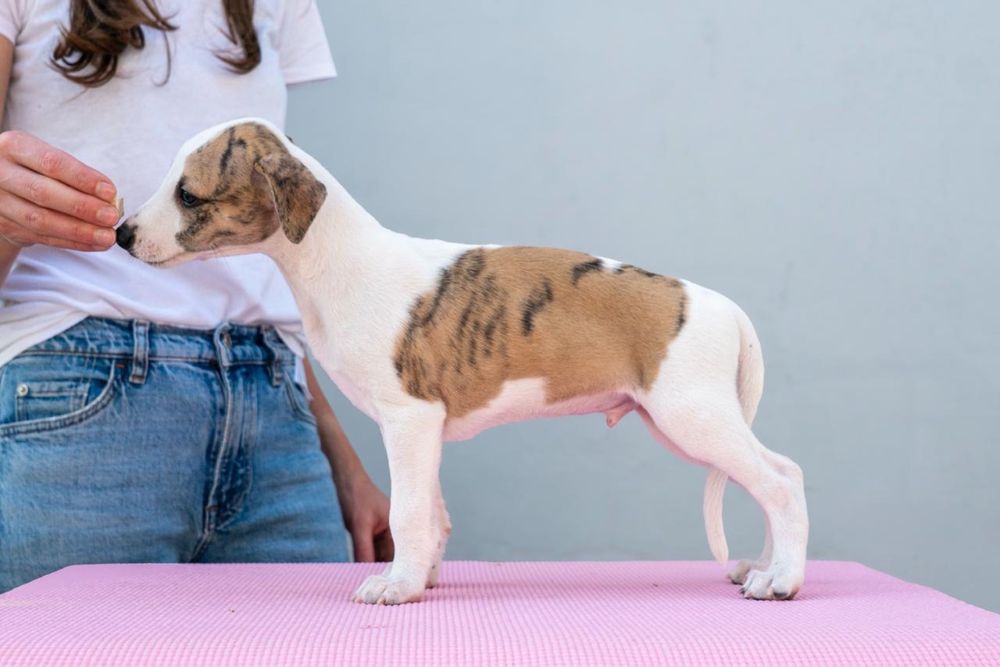 Whippet szczeniak ZKwP/FCI