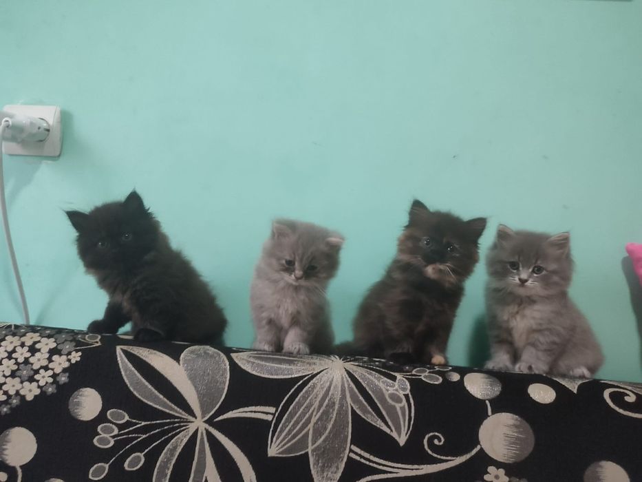 Віддам котиків малих