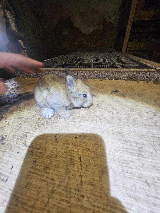 Кролики полтавське срібло. Кролі. Кроли