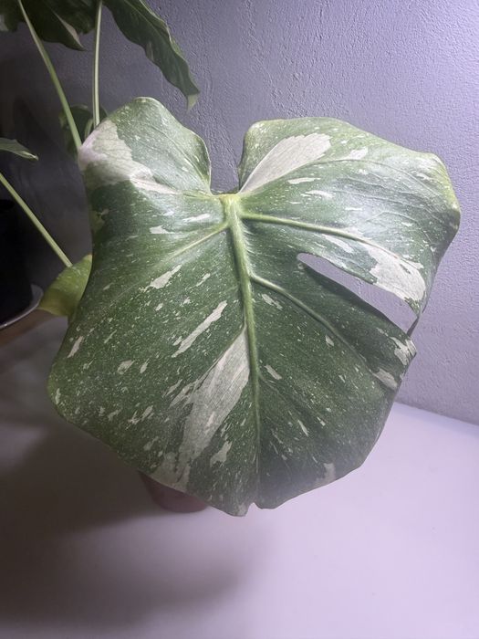 Monstera Variegata Thai Constellation kolekcjonerska