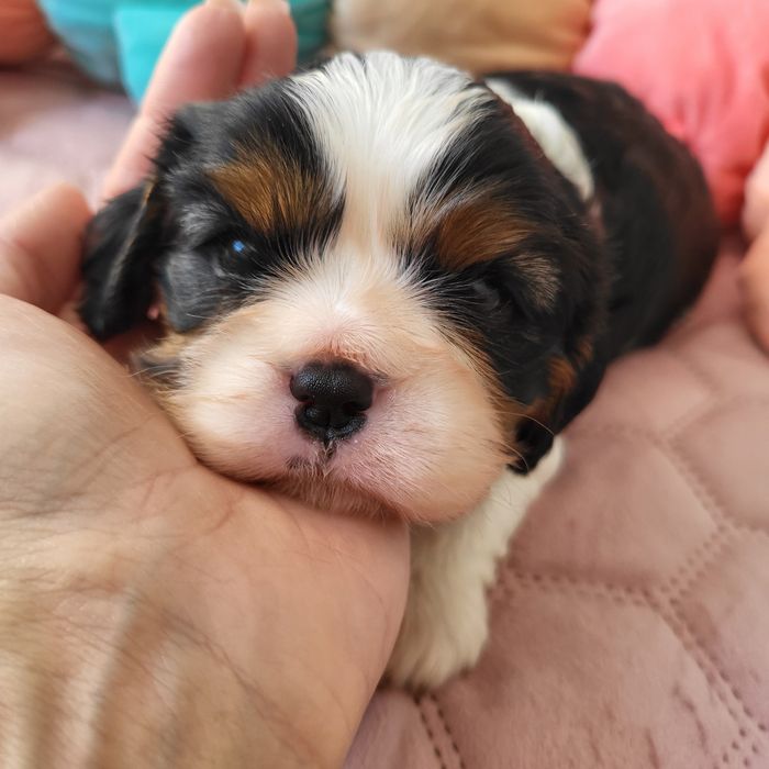 Cavalier King Charles Spaniel- sunia Kiara
