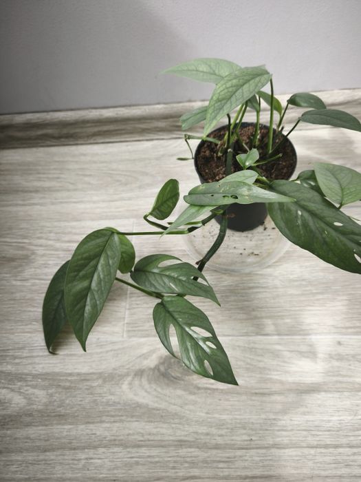 Эпипремум Себу Блу