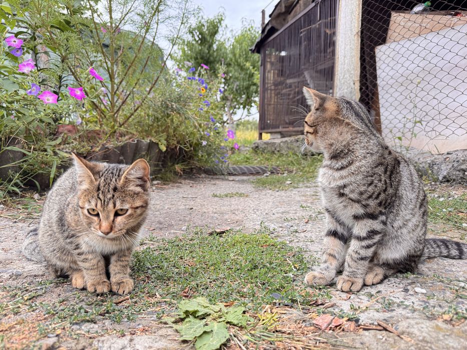Котики шукають сімʼю