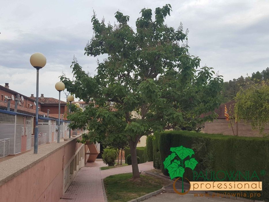 PAULOWNIA Elongata ÁRVORE para jardins, calçadas, avenidas, parques