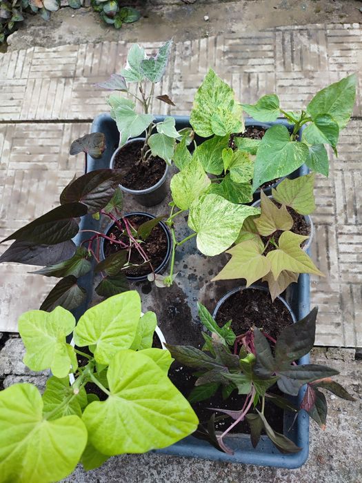 Іпомея батат дорослі рослини