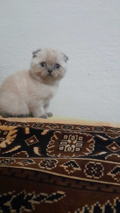 Шотландські кошенята