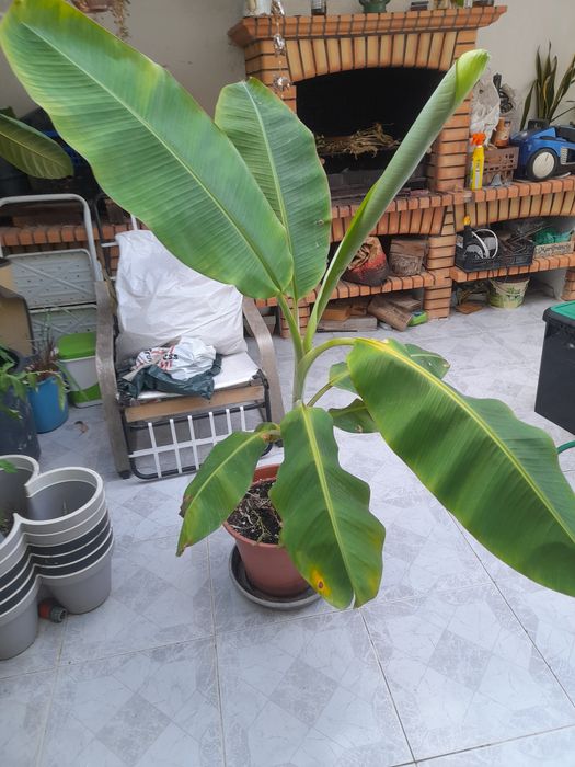 Planta bananeira.