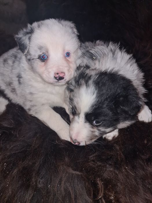 Szczeniak border collie