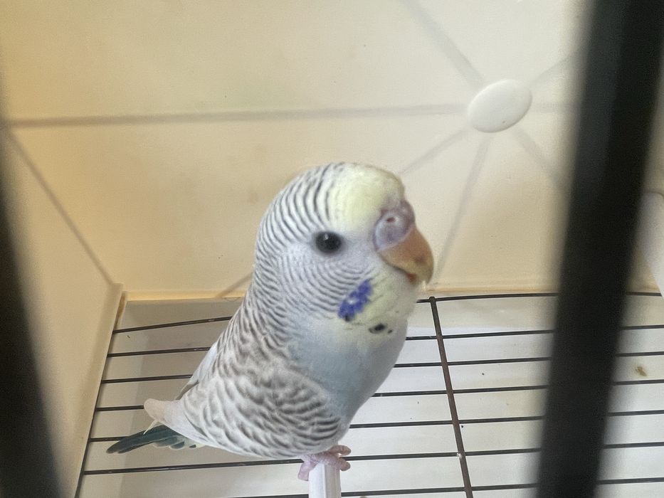 Piriquito australiano