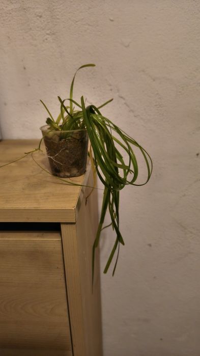 Roślinki akwariowe ,,Nurzaniec''